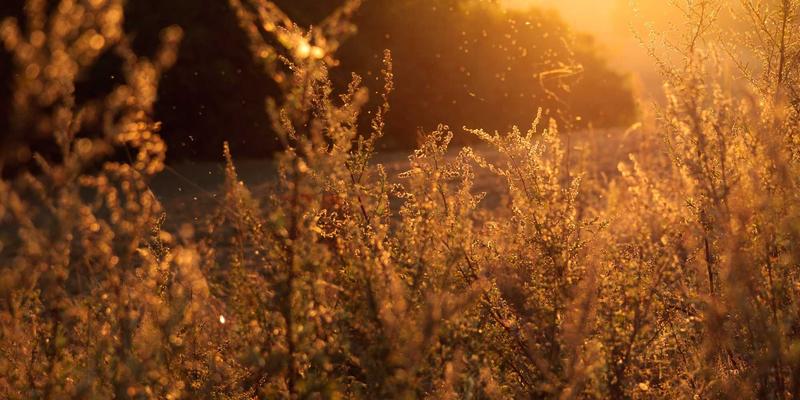 绿色会展实践指南：从展览设计到活动策划的可持续解决方案